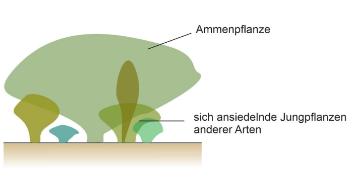 Diagramm: Ammenpflanze mit darunter ansiedelnden Jungpflanzen anderer Arten